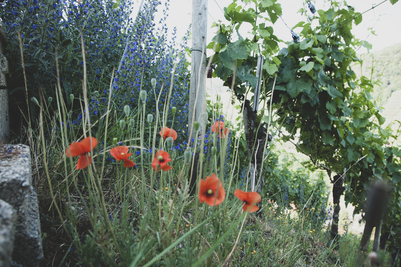 Weinreben im Hintergrund. Wiesenblumen im Vordergrund